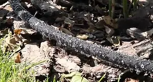 Шланг поливочный сочащийся 7.5м Raco 4270-55925, 4